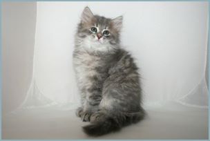 
Female Siberian Kitten from Deedlebug Siberians